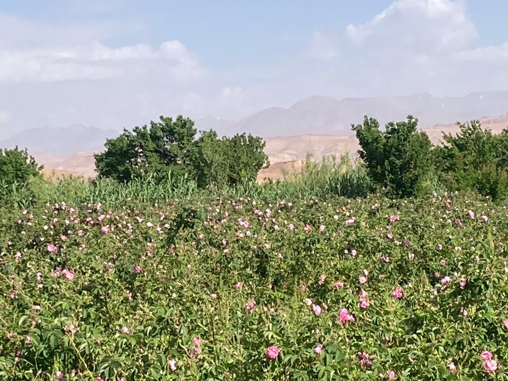 Valle delle Rose - Kelaa M'gouna